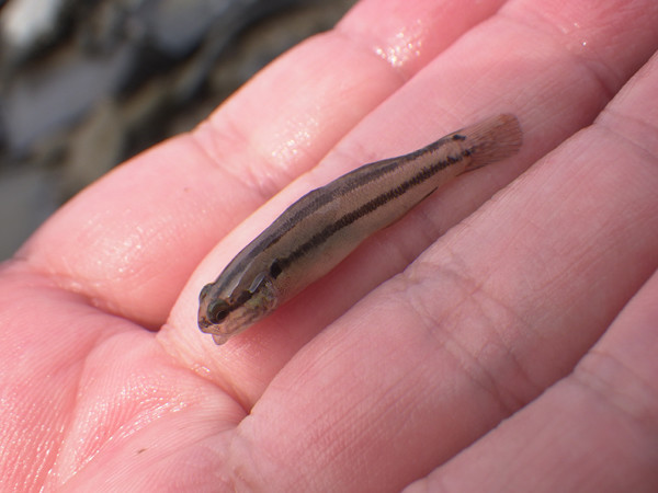 f:id:OIKAWAMARU:20200809114410j:plain