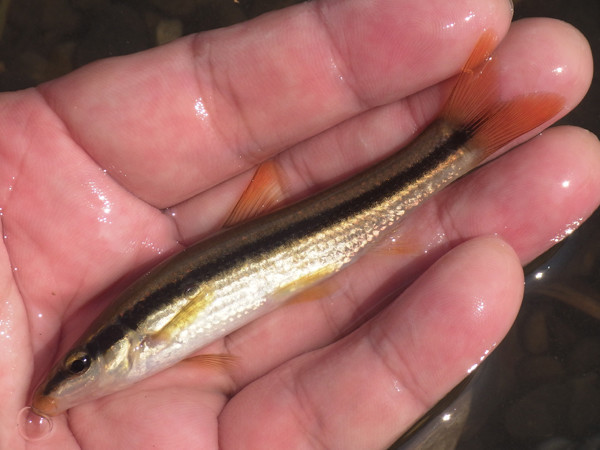 f:id:OIKAWAMARU:20200823214312j:plain f:id:OIKAWAMARU:20200823214312j:plain