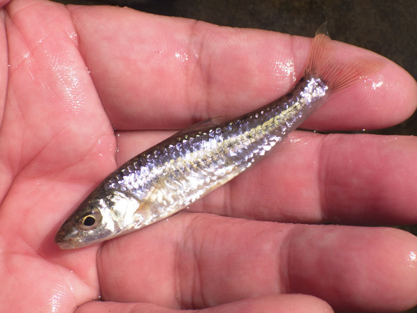 f:id:OIKAWAMARU:20201002212542j:plain f:id:OIKAWAMARU:20201002212542j:plain