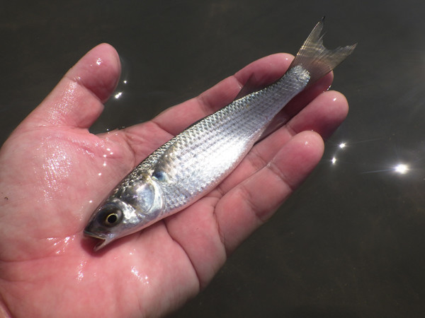 f:id:OIKAWAMARU:20201013215557j:plain f:id:OIKAWAMARU:20201013215557j:plain