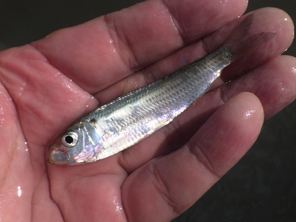 f:id:OIKAWAMARU:20201013215615j:plain f:id:OIKAWAMARU:20201013215615j:plain