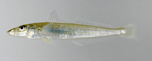 f:id:OIKAWAMARU:20201014101432j:plain f:id:OIKAWAMARU:20201014101432j:plain