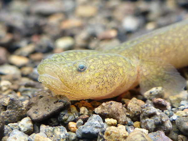 f:id:OIKAWAMARU:20201209225801j:plain