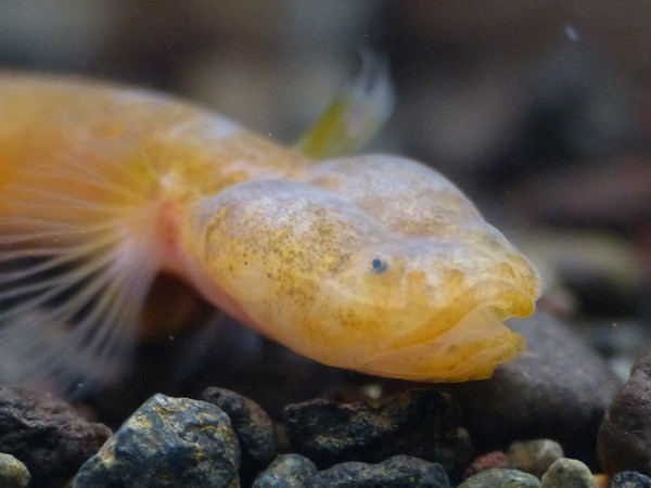 f:id:OIKAWAMARU:20201209225803j:plain