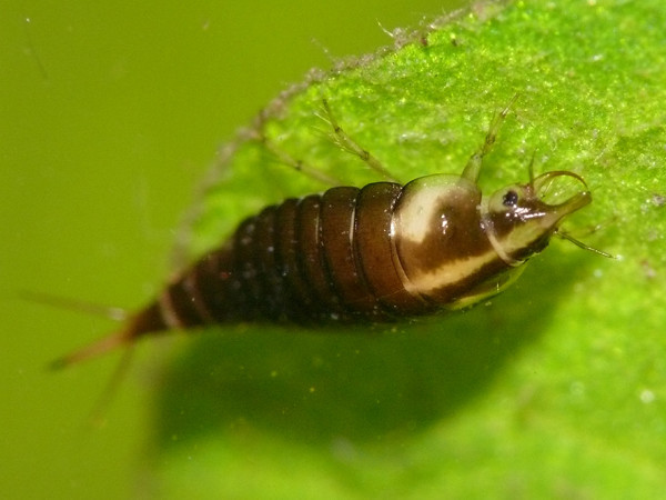 f:id:OIKAWAMARU:20201209225812j:plain