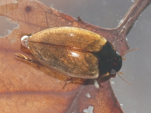 日記 - オイカワ丸の湿地帯中毒