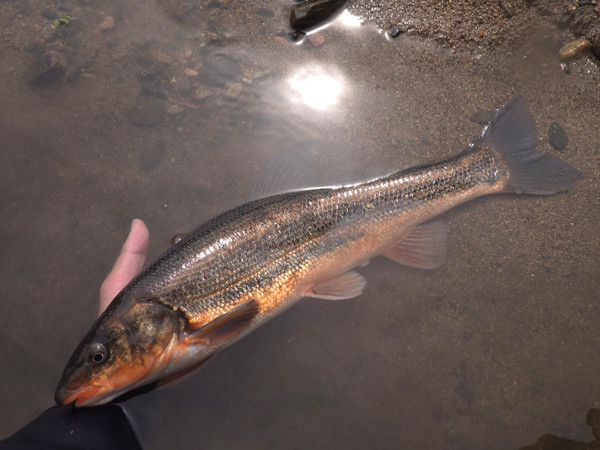 f:id:OIKAWAMARU:20210304171625j:plain