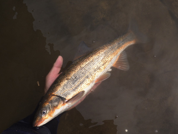 f:id:OIKAWAMARU:20210304171627j:plain