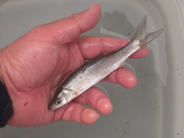 f:id:OIKAWAMARU:20210304172021j:plain