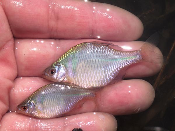 f:id:OIKAWAMARU:20210322220107j:plain