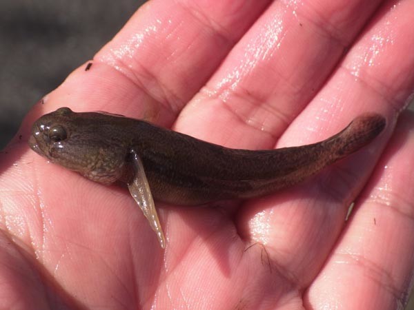 f:id:OIKAWAMARU:20210322220118j:plain