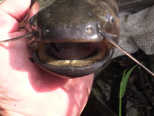 f:id:OIKAWAMARU:20210322220128j:plain