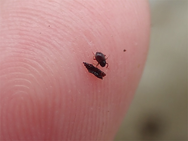 f:id:OIKAWAMARU:20210702230019j:plain