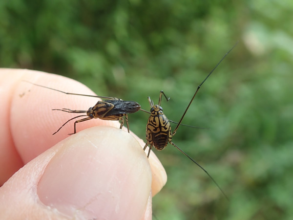 f:id:OIKAWAMARU:20210702230022j:plain