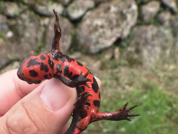 f:id:OIKAWAMARU:20210719183650j:plain