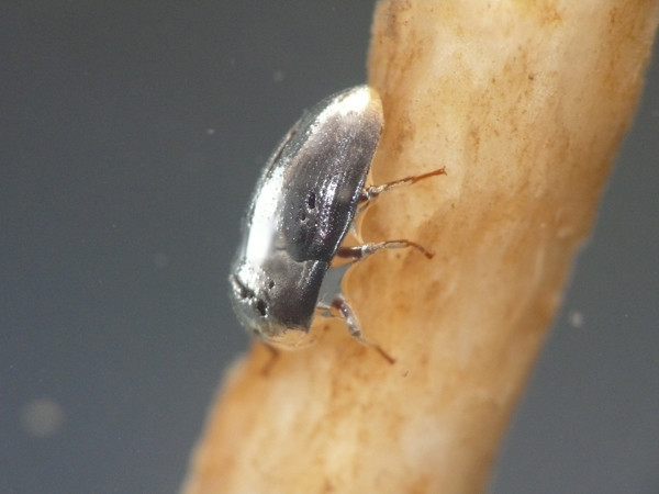 f:id:OIKAWAMARU:20210726213713j:plain