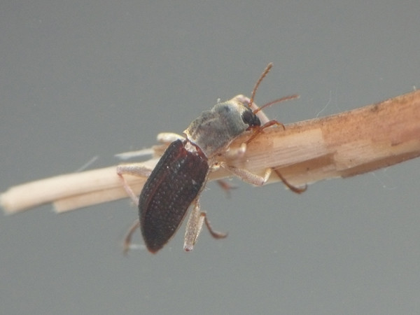 f:id:OIKAWAMARU:20210726213716j:plain