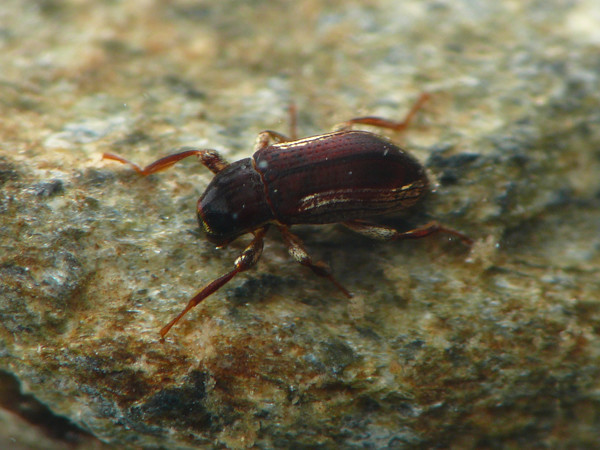 f:id:OIKAWAMARU:20210726213721j:plain