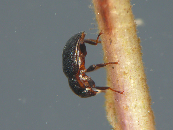 f:id:OIKAWAMARU:20210726213725j:plain