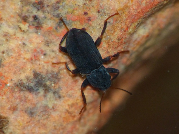 f:id:OIKAWAMARU:20210726213727j:plain