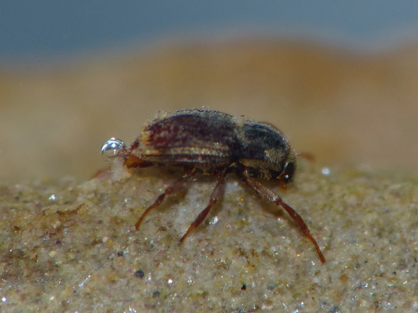 f:id:OIKAWAMARU:20210726213733j:plain