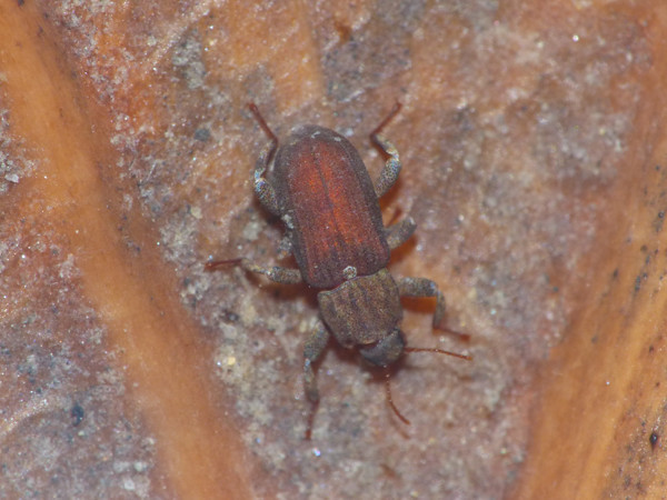 f:id:OIKAWAMARU:20210726213738j:plain