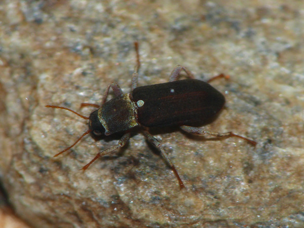 f:id:OIKAWAMARU:20210726213740j:plain