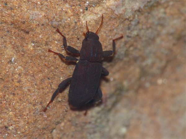 f:id:OIKAWAMARU:20210726213744j:plain