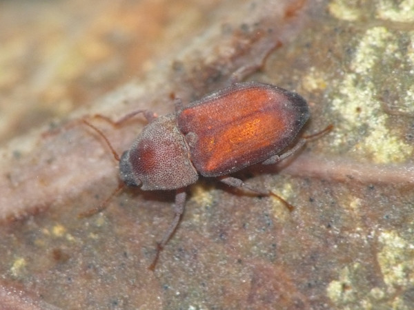 f:id:OIKAWAMARU:20210726213746j:plain