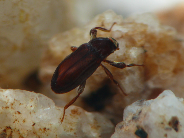 f:id:OIKAWAMARU:20210726213749j:plain