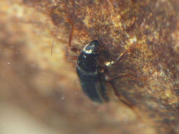 f:id:OIKAWAMARU:20210726213756j:plain