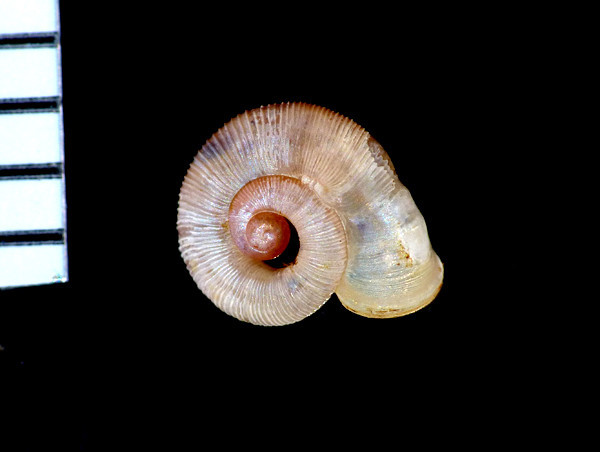 f:id:OIKAWAMARU:20220121173106j:plain