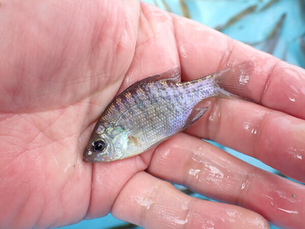 日記 - オイカワ丸の湿地帯中毒