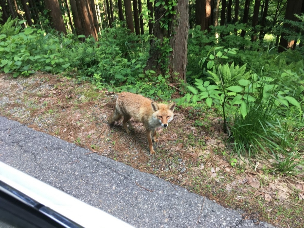 f:id:OISHINGO:20180608200857j:plain f:id:OISHINGO:20180608200857j:plain