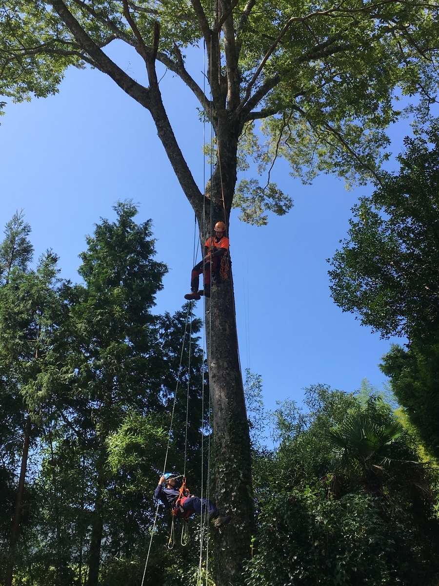 f:id:OISHINGO:20190923160237j:plain