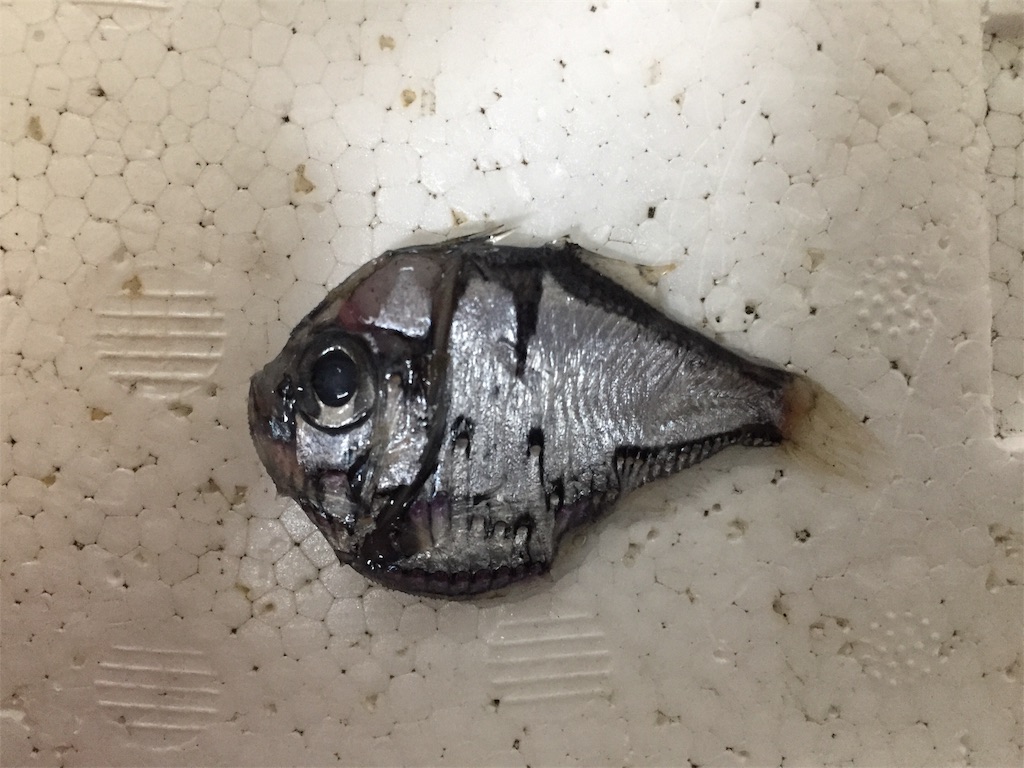 深海図鑑 カタホウネンエソ Polyipnus Stereope Okamの科学のるつぼ