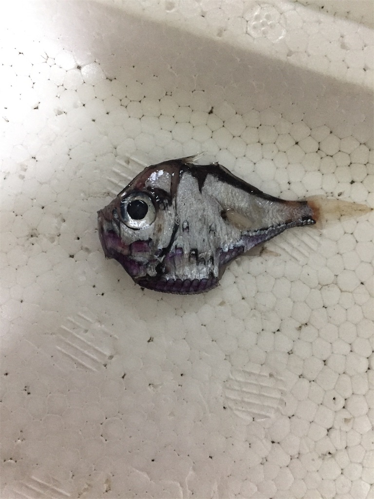 深海図鑑 カタホウネンエソ Polyipnus Stereope Okamの科学のるつぼ