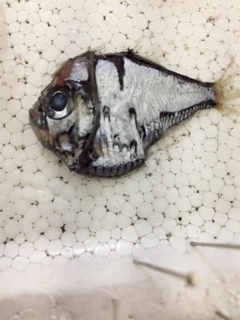 深海図鑑 カタホウネンエソ Polyipnus Stereope Okamの科学のるつぼ