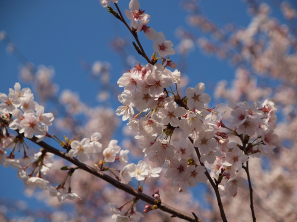 f:id:OKP:20120408144829j:plain