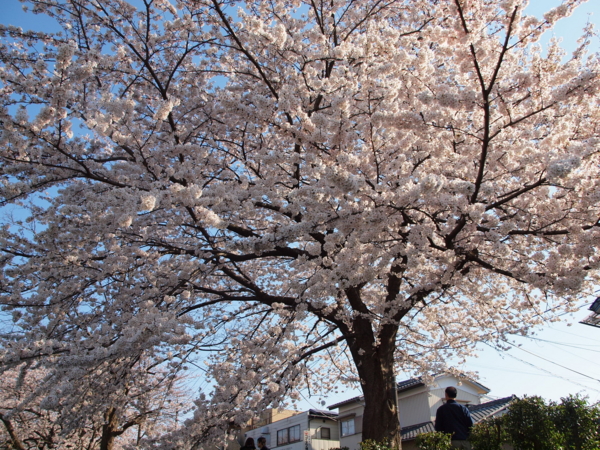 f:id:OKP:20120408153557j:plain