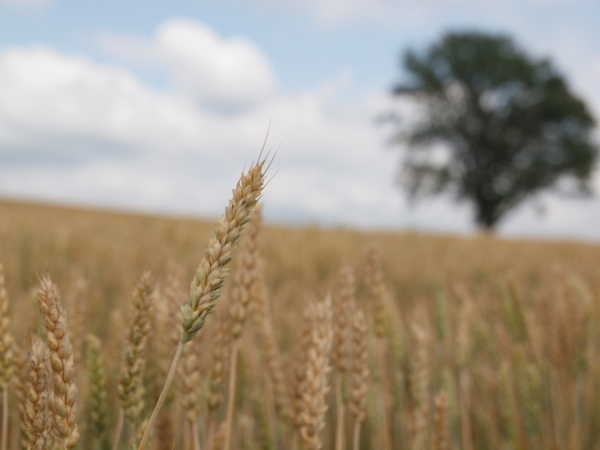 f:id:OKP:20120722132913j:plain