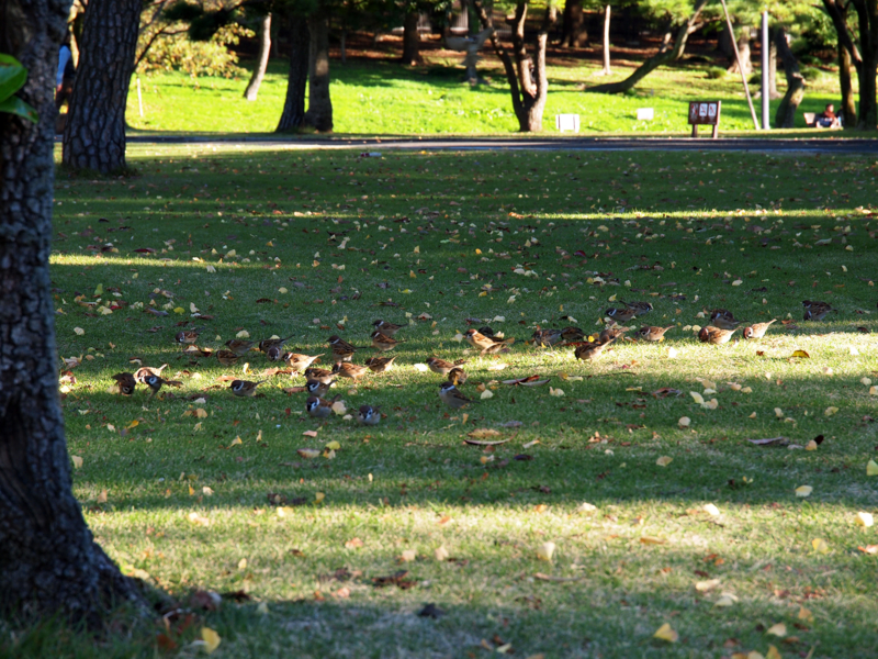 f:id:OKP:20121110151714j:plain