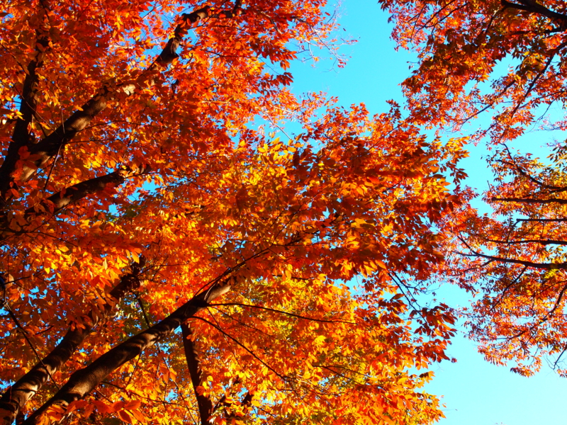 f:id:OKP:20121118145027j:plain