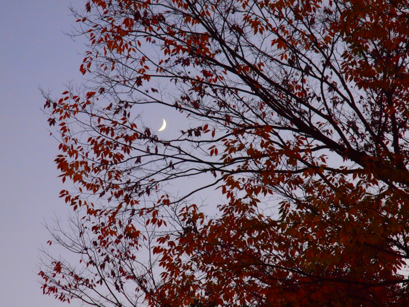 f:id:OKP:20121118164220j:plain