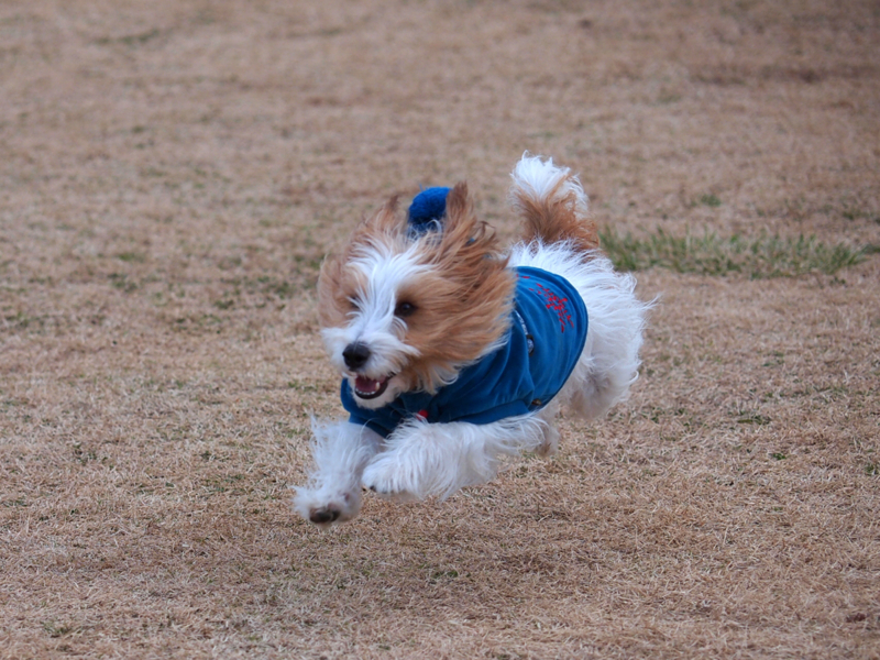 犬を連れて服部牧場から宮ヶ瀬ダムへ I Am A Dog