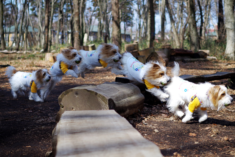 f:id:OKP:20130302110740j:plain
