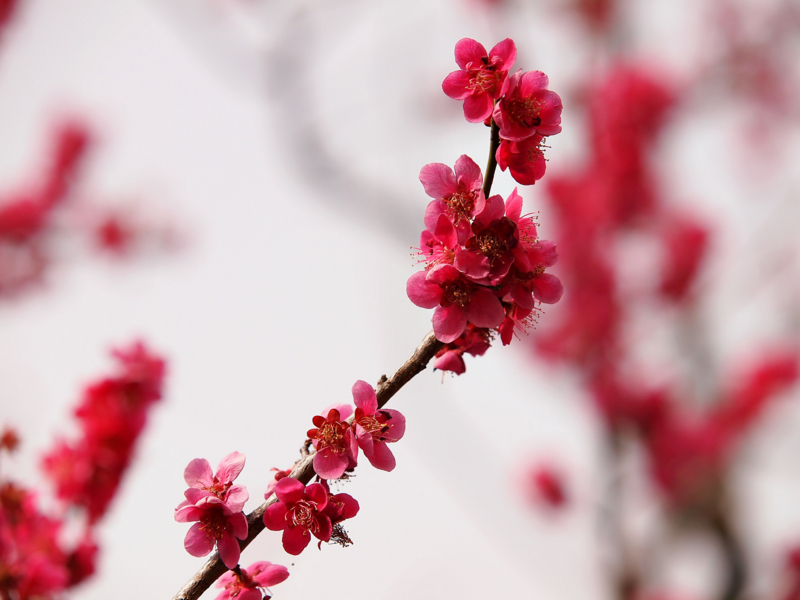 f:id:OKP:20130310140111j:plain