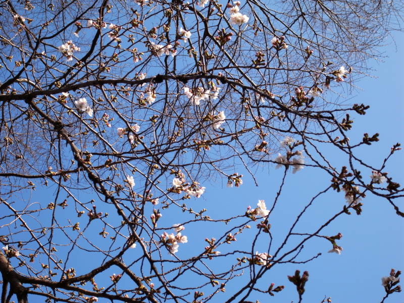 f:id:OKP:20130319074349j:plain