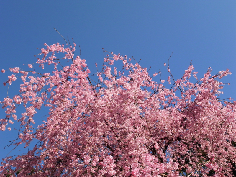 f:id:OKP:20130319084645j:plain