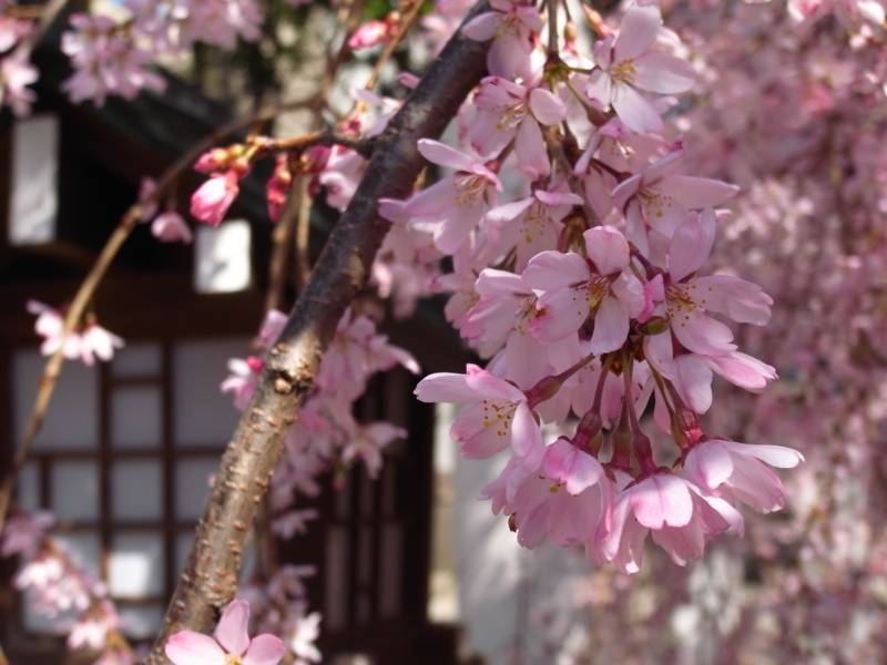 f:id:OKP:20130319084810j:plain